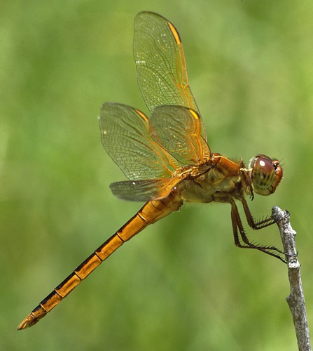Male, immature
2005_07_03_FL